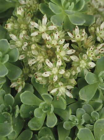 Sedum pachyclados P9 - afbeelding 1