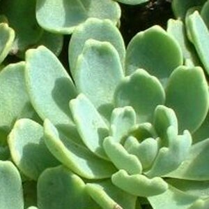 Sedum pachyclados P9 - afbeelding 2