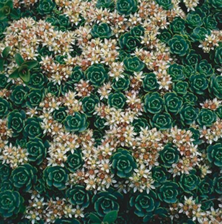 Sedum pachyclados P9 - afbeelding 3