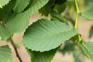 Ulmus 'Camperdownii'