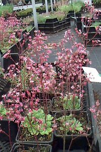 Saxifraga umbrosa 'ClarenceElliott' P9
