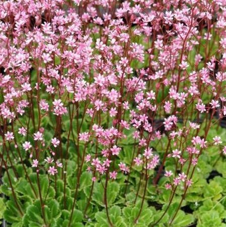 Saxifraga umbrosa 'ClarenceElliott' P9 - afbeelding 2