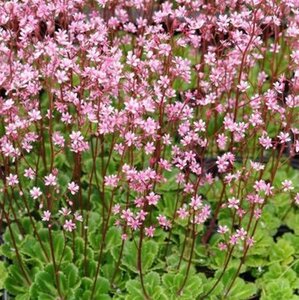 Saxifraga umbrosa 'ClarenceElliott' P9 - afbeelding 2