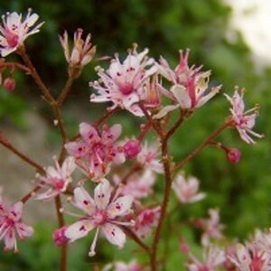 Saxifraga umbrosa 'ClarenceElliott' P9 - afbeelding 3