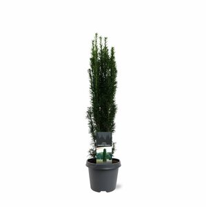 Taxus baccata 'Fastigiata Robusta' 175/200 KL.