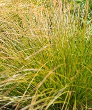 Carex comans 'Bronze Form' C2 - afbeelding 4