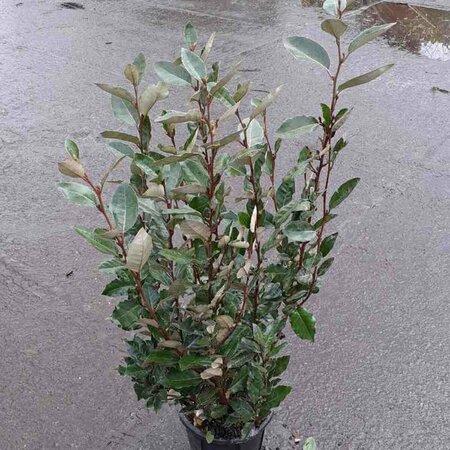 Elaeagnus ebbingei - afbeelding 2