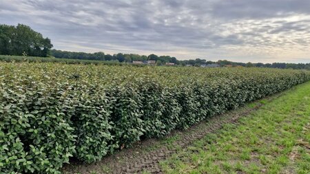 Elaeagnus ebbingei - afbeelding 8