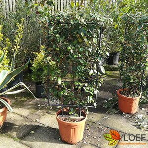 Elaeagnus ebbingei - afbeelding 4