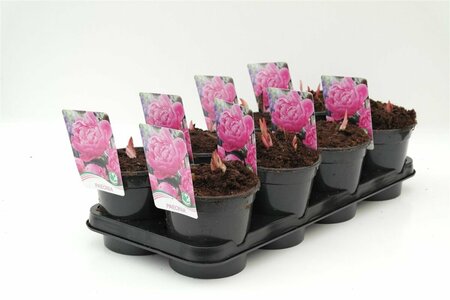 Paeonia lactiflora 'Sarah Bernhardt' P9 - afbeelding 3
