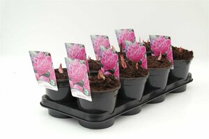 Paeonia lactiflora 'Sarah Bernhardt' P9 - afbeelding 3