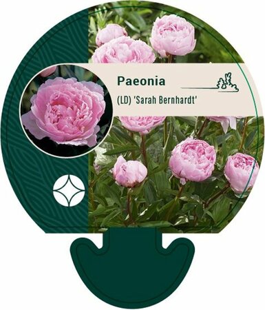 Paeonia lactiflora 'Sarah Bernhardt' P9 - afbeelding 11