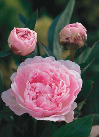 Paeonia lactiflora 'Sarah Bernhardt' P9 - afbeelding 10