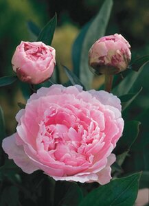 Paeonia lactiflora 'Sarah Bernhardt' P9 - afbeelding 10