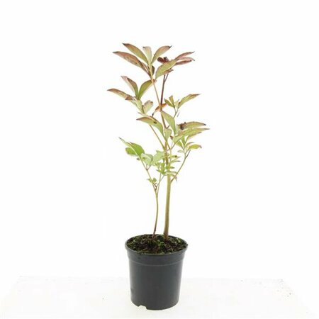 Paeonia lactiflora 'Sarah Bernhardt' P9 - afbeelding 5