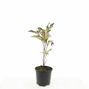 Paeonia lactiflora 'Sarah Bernhardt' P9 - afbeelding 2