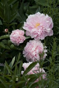 Paeonia lactiflora 'Sarah Bernhardt' P9 - afbeelding 8