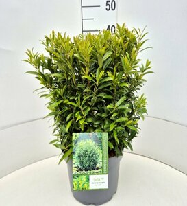 Prunus laur. 'Sofia' 40/50 C.