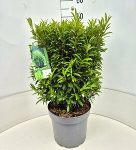 Prunus laur. 'Sofia' - afbeelding 3