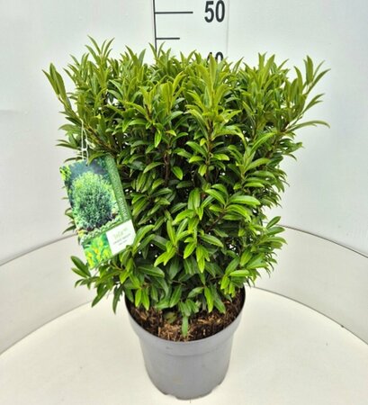 Prunus laur. 'Sofia' - afbeelding 4