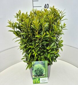 Prunus laur. 'Sofia' - afbeelding 2