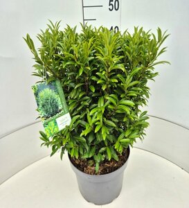 Prunus laur. 'Sofia' - afbeelding 5