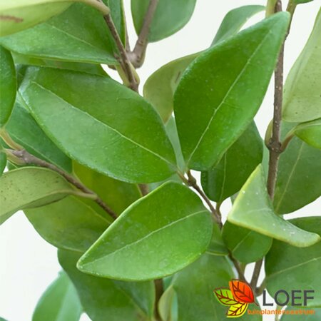 Ligustrum japonicum 'Texanum' Haagelement 120x155 