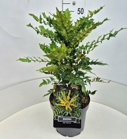 Mahonia media 'Winter Sun' - afbeelding 2