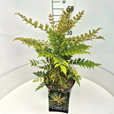 Mahonia media 'Winter Sun' - afbeelding 3