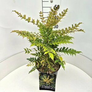 Mahonia media 'Winter Sun' - afbeelding 3