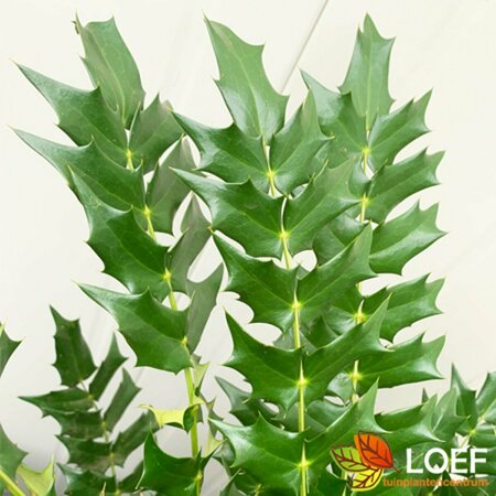 Mahonia media 'Winter Sun' - afbeelding 1