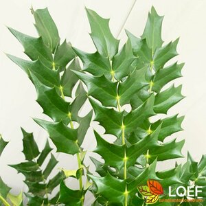 Mahonia media 'Winter Sun' 50/60 C. 