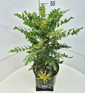 Mahonia media 'Winter Sun' - afbeelding 4