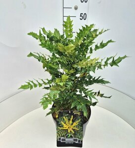 Mahonia media 'Winter Sun' - afbeelding 5