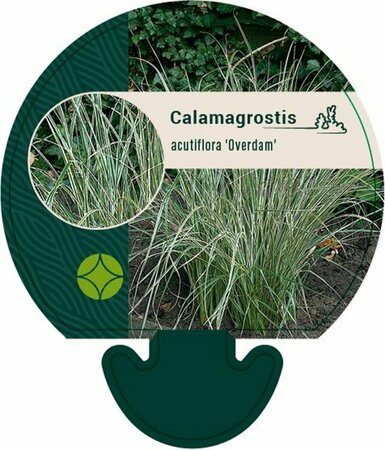 Calamagrostis acutiflora 'Overdam' C2 - afbeelding 4