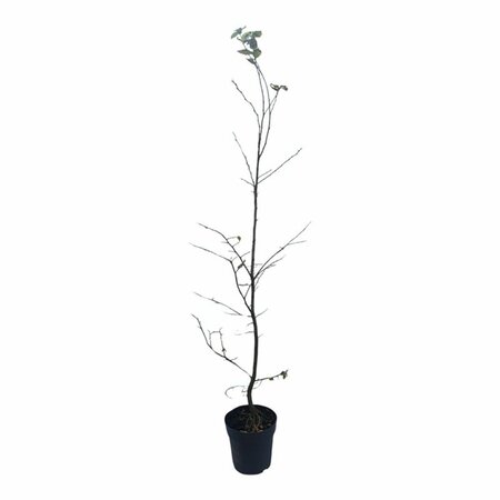 Carpinus betulus - afbeelding 10