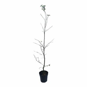 Carpinus betulus - afbeelding 10