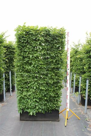 Carpinus betulus - afbeelding 4