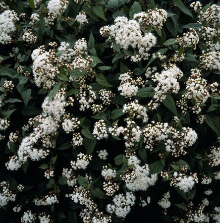 Eupatorium rugosum 'Chocolate' C2 - afbeelding 2