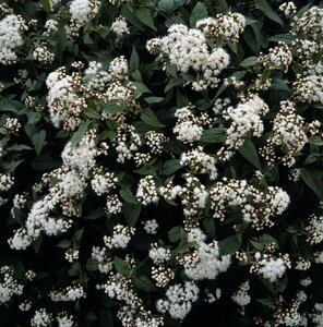 Eupatorium rugosum 'Chocolate' C2 - afbeelding 2