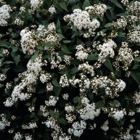 Eupatorium rugosum 'Chocolate' C2 - afbeelding 4