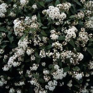 Eupatorium rugosum 'Chocolate' C2 - afbeelding 4