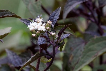 Eupatorium rugosum 'Chocolate' C2 - afbeelding 5
