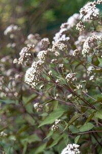 Eupatorium rugosum 'Chocolate' C2 - afbeelding 3