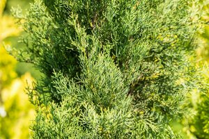 Cupressus semp. 'Pyramidalis' 150/175 C.