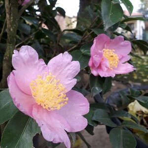 Camellia sas. 'Plantation Pink' - afbeelding 2