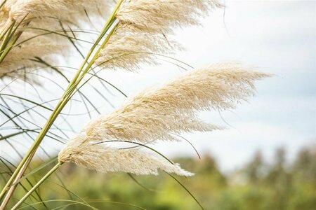 Cortaderia sell. 'Tiny Pampa' C3