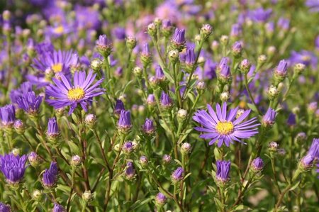 Aster amellus 'Veilchenkönigin' P9 - afbeelding 2