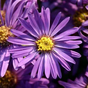 Aster amellus 'Veilchenkönigin' P9 - afbeelding 3