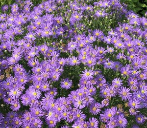 Aster amellus 'Veilchenkönigin' P9 - afbeelding 4